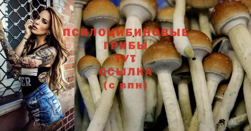 Галлюциногенные грибы Psilocybe  Пермь 